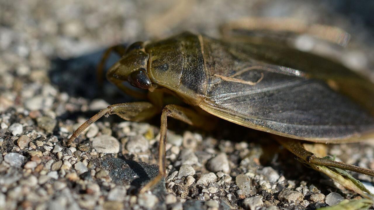 Giant water bugs
